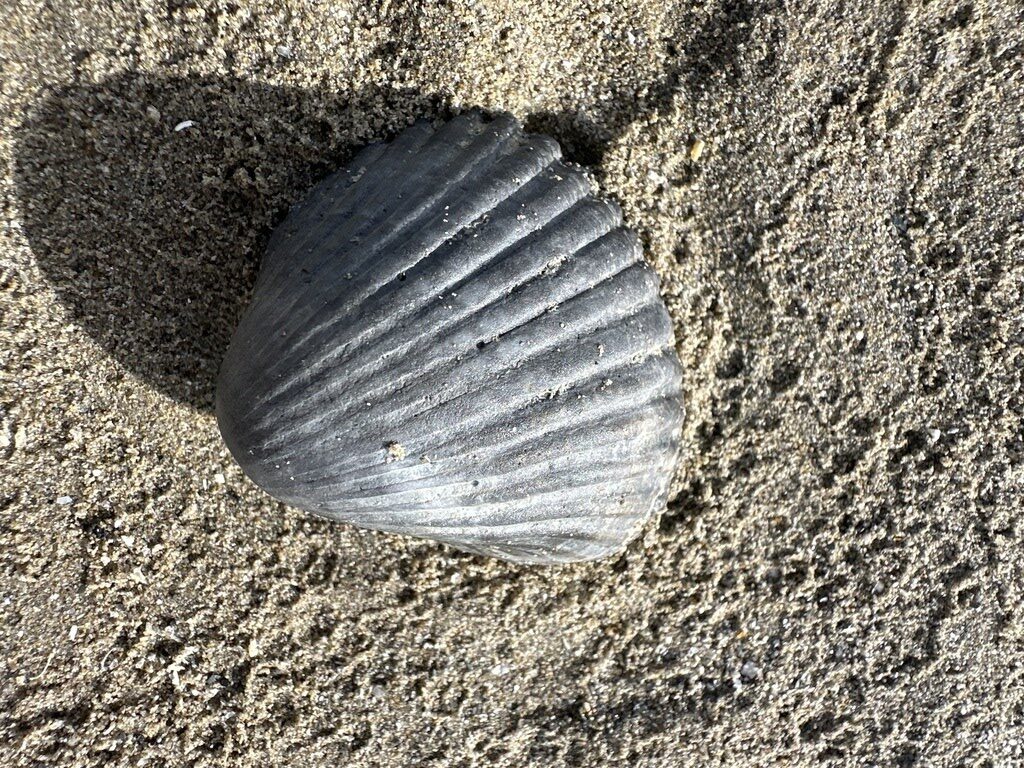 , Olive Green Cockle, Lagoon Cockle, Cerastoderma glaucum