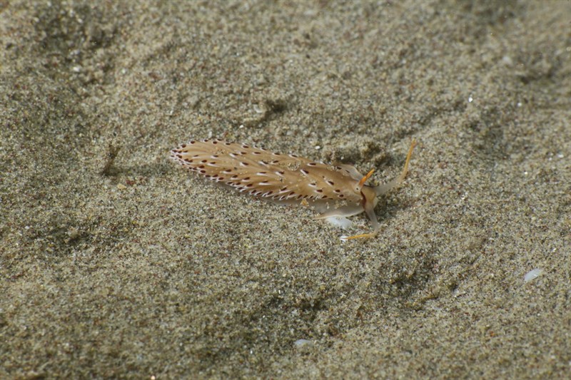 , Cerberilla bernadettae, Cerberilla bernadettae