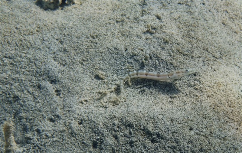 Delta pikeblenny, Delta Pikeblenny, Chaenopsis deltarrhis