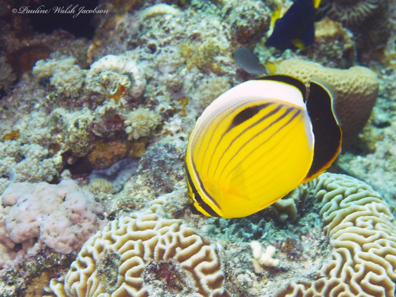 Blacktail butterflyfish, Blacktail Butterflyfish, Chaetodon austriacus