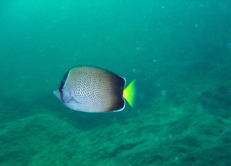 African butterflyfish, African Butterflyfish, Chaetodon dolosus