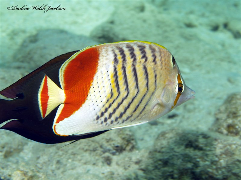 Eritrean butterflyfish, Eritrean Butterflyfish, Chaetodon paucifasciatus