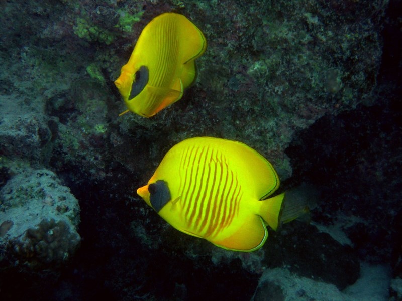 Bluecheek butterflyfish, Addis Butterflyfish, Bluecheek Butterflyfish, Bluecheek Butterflyfish, Golden Butterflyfish, Redlined Butterflyfish, Yellow Butterflyfish, Chaetodon semilarvatus