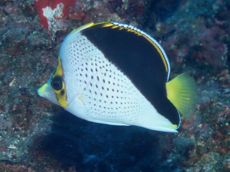 Hawaiian butterflyfish, Hawaiian Butterflyfish, Hawaiian Butterflyfish, Tinker's Butterfly, Tinker's Butterflyfish, Chaetodon tinkeri