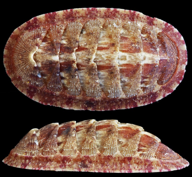 , Chaetopleura debruini