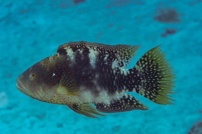 , Abudjubbe’s Splendor Wrasse, Abudjube Wrasse, Cheilinus abudjubbe