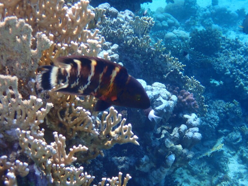 Whitebarred wrasse, Redbreasted Wrasse - Cheilinus quinquecinctus, Cheilinus quinquecinctus