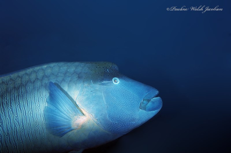 Humphead wrasse, Blue-tooth Groper, Double-headed Maori Wrasse, Double-headed Parrot-fish, Giant Maori Wrasse, Giant Wrasse, Hump-headed Maori Wrasse, Hump-headed Wrasse, Maori Wrasse, Napoleon Maori-wrasse, Napoleon Wrasse, Cheilinus undulatus