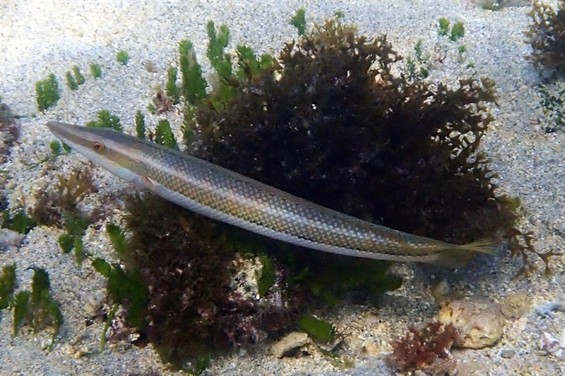 Cigar wrasse, Cigar Wrasse, Sharp-nosed Rainbowfish, Cheilio inermis