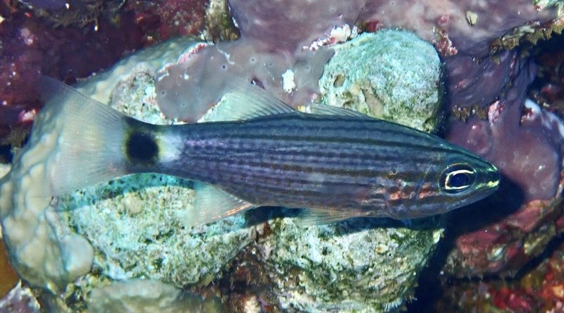 Aqaba Cardinalfish, Arrowtooth Cardinalfish, Cheilodipterus lachneri