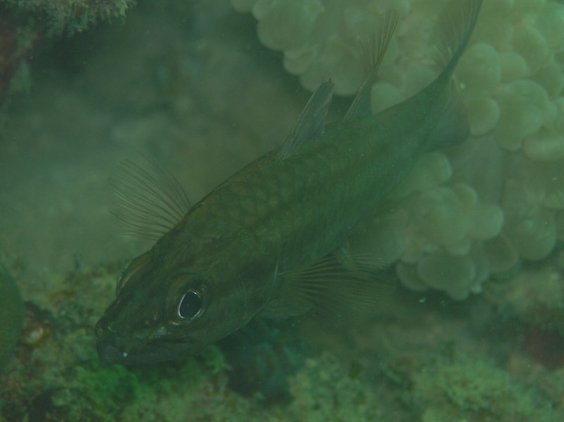 Truncate cardinalfish, Truncate Cardinalfish - Cheilodipterus singapurensis, Cheilodipterus singapurensis