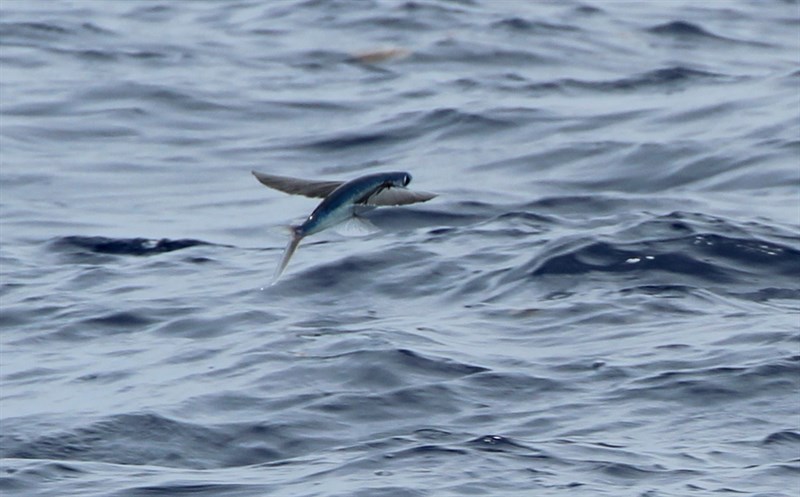 Margined flyingfish, , Cheilopogon cyanopterus