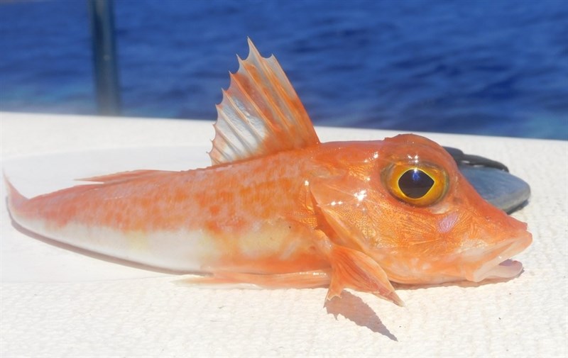 Red gurnard, Chelidonichthys cuculus, Chelidonichthys cuculus