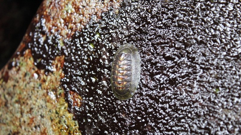 , Chiton barnesii, Chiton barnesii