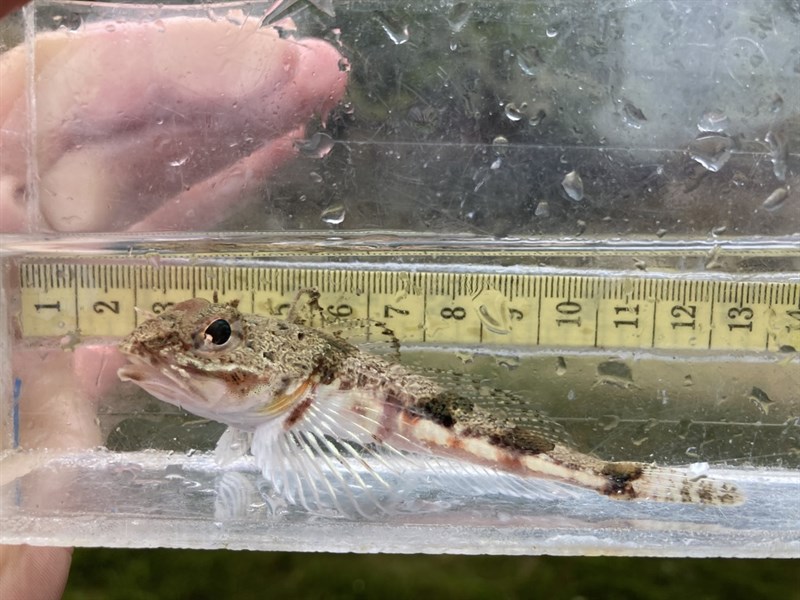 Roughback sculpin, Roughback Sculpin, Chitonotus pugetensis