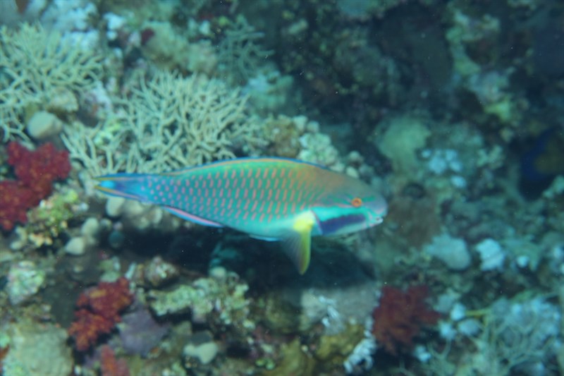 Sinai parrotfish, Sinai Parrotfish - Chlorurus genazonatus, Chlorurus genazonatus