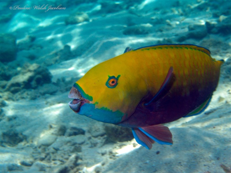 Heavybeak parrotfish, Heavybeak Parrotfish, Gibbus Parrotfish, Red Sea Steephead Parrotfish, Chlorurus gibbus