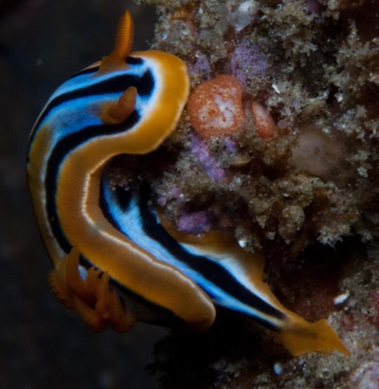 , Chromodoris celinae