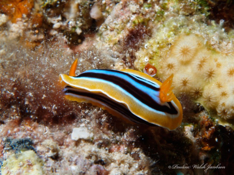 , Pyjama Slug, Chromodoris quadricolor