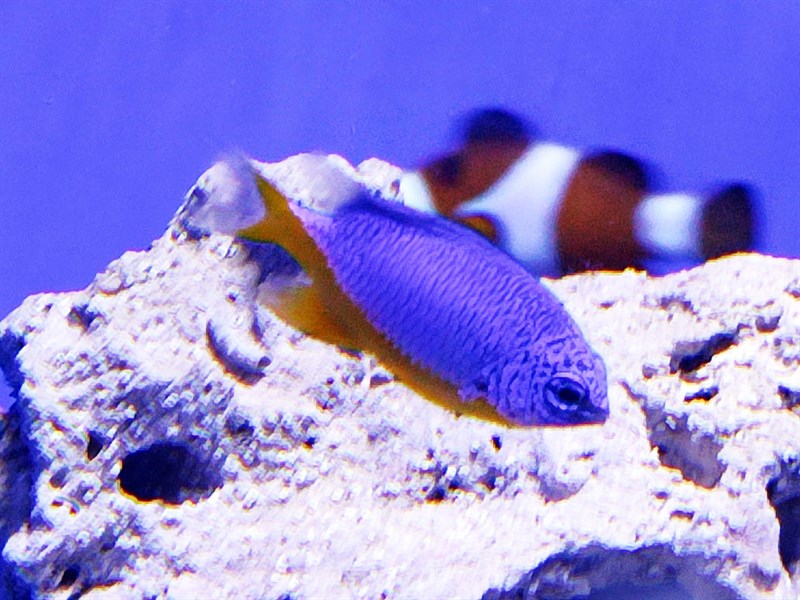 Azure demoiselle, Azure Demoiselle, Chrysiptera hemicyanea