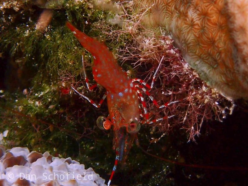 , Reticulated Hinge-beak Shrimp, Cinetorhynchus reticulatus