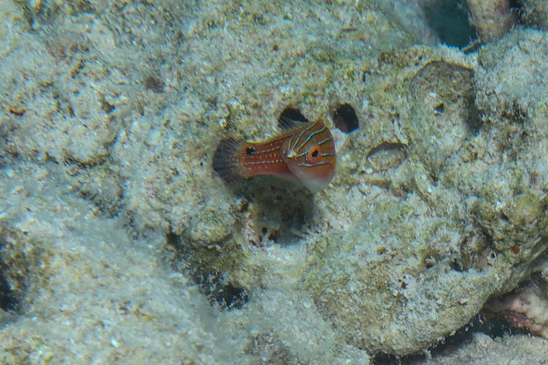 Longfin fairy wrasse, Social Fairy Wrasse, Cirrhilabrus rubriventralis