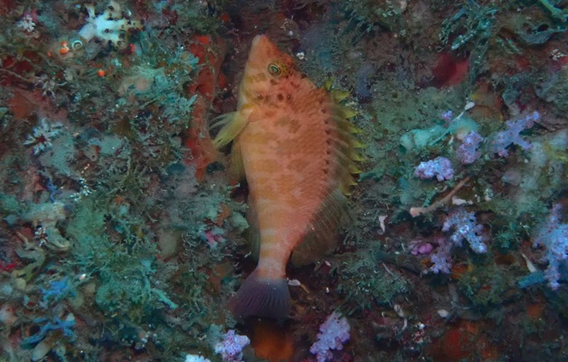 Yellow hawkfish, Yellow Hawkfish - Cirrhitichthys aureus, Cirrhitichthys aureus