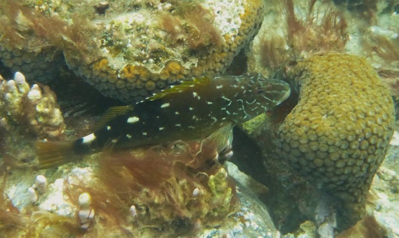 West African hawkfish, West African Hawkfish - Cirrhitus atlanticus, Cirrhitus atlanticus