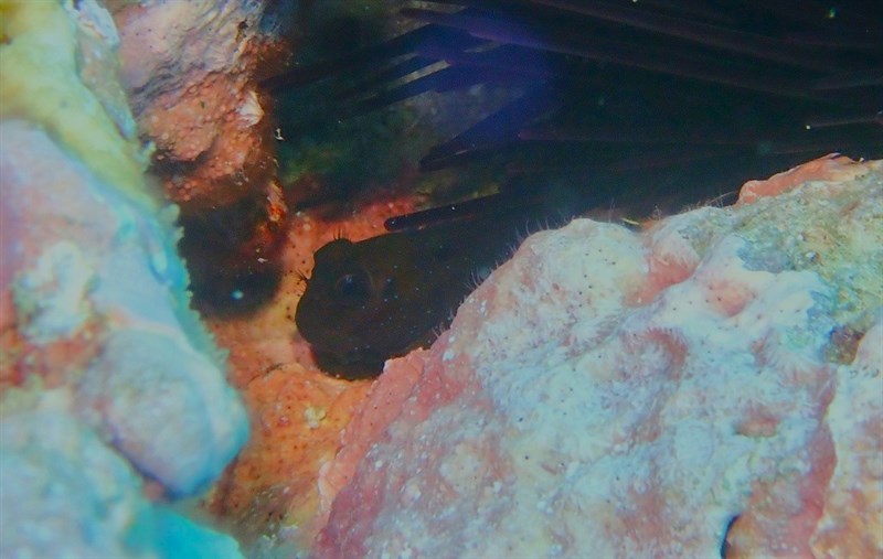 Blackblotch blenny, White-dotted Blenny, Blackblotch Blenny, Whitedotted Blenny, Cirripectes alboapicalis