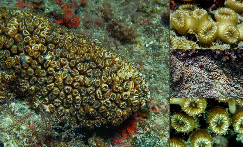 , Pillow Coral, Mediterranean Pillow Coral, Cladocora caespitosa