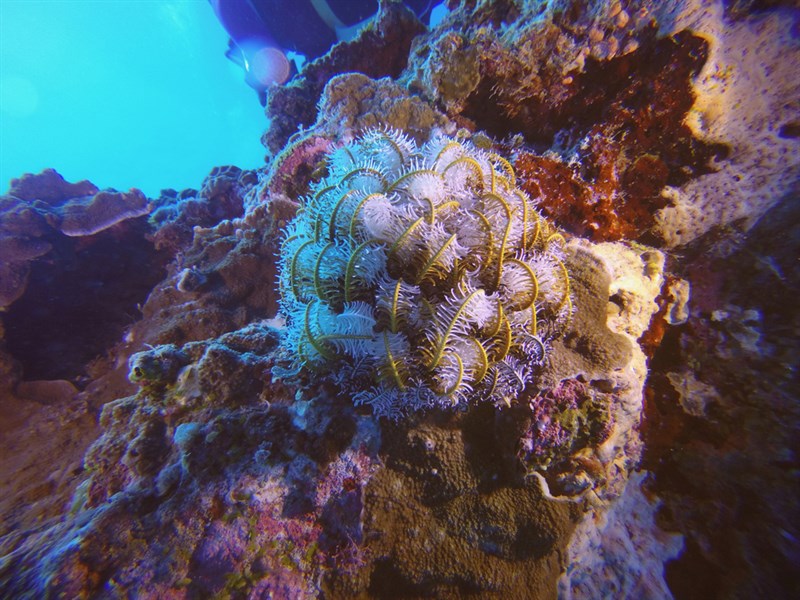 , Noble Feather Star, Comaster nobilis