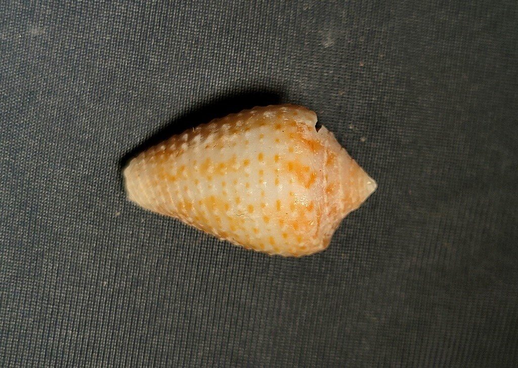 , Conasprella baccata