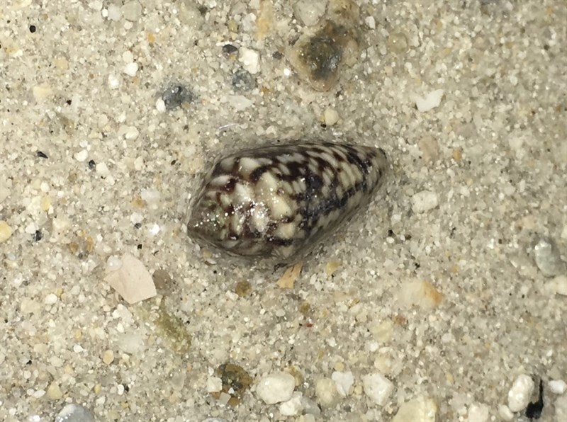 , Cone Snail, Conasprella pealii