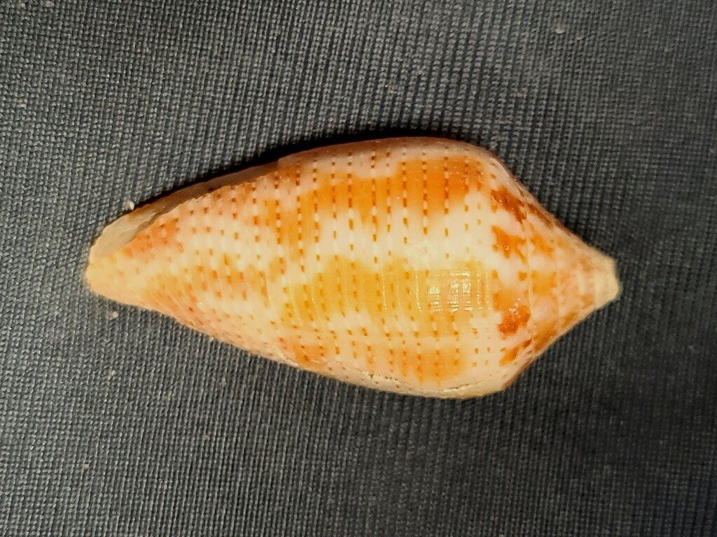 , Conasprella ximenes