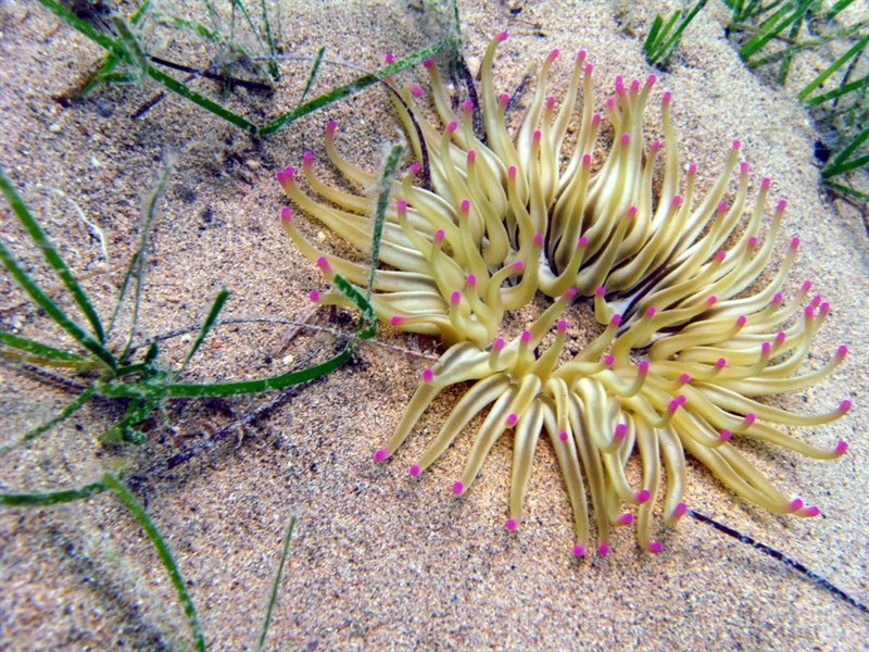 , Golden Delicious Anemone, Condylactis aurantiaca