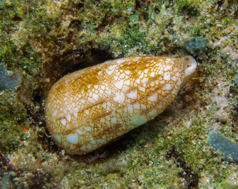 Conus canonicus