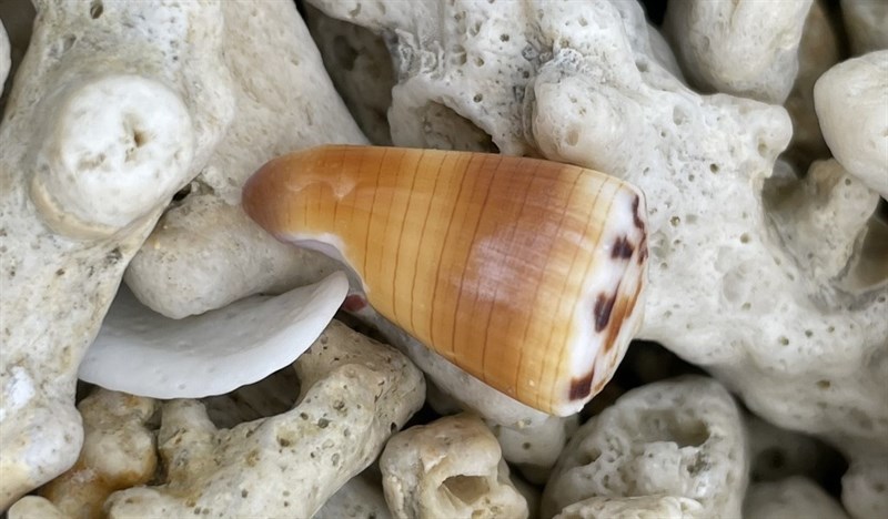 , Conus ferrugineus