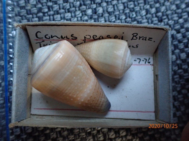 , Conus frigidus, Conus frigidus