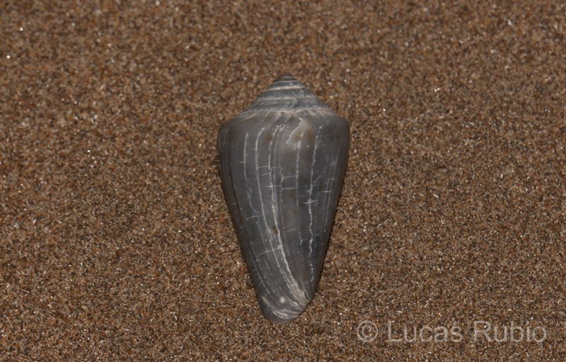 , Conus lemniscatus