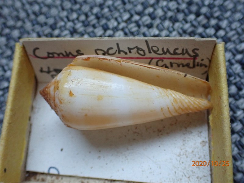 , Conus ochroleucus, Conus ochroleucus