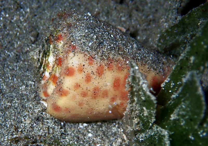 , Tesselate Cone, Conus tessulatus