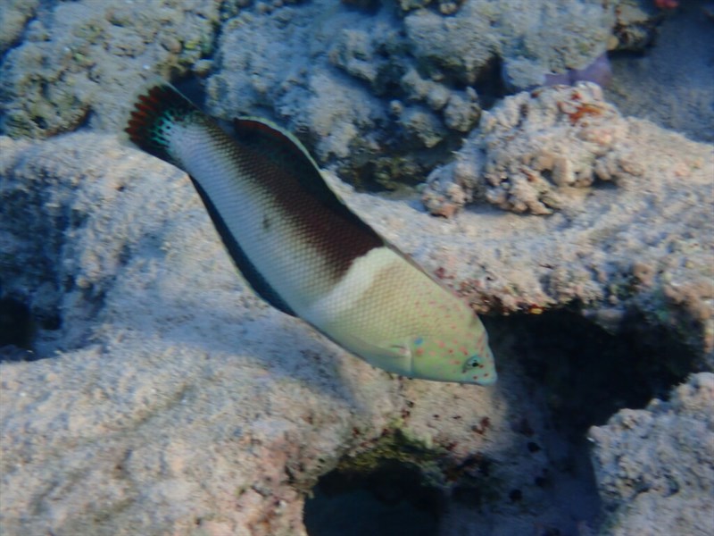 Clown coris, Clown Coris, Clown Wrasse, False Clownwrasse, Humphead Wrasse, Hump-headed Wrasse, Red-blotched Rainbowfish, Twinspot Wrasse - Coris aygula, Coris aygula