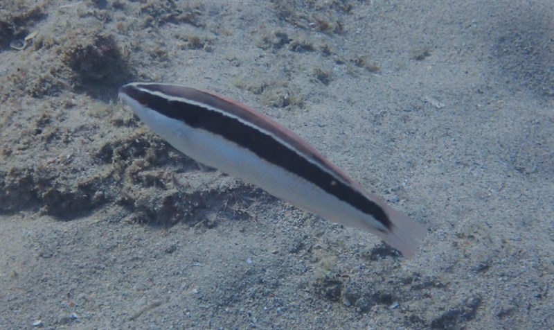 Blackstripe coris, Blackstripe Coris, Pixie Rainbow Wrasse, Pixie Wrasse - Coris pictoides, Coris pictoides