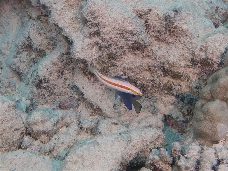 , Red And Green Coris, Vivid-rose Coris, Coris roseoviridis