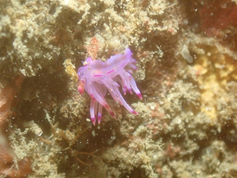 , Lotos-Nudibranch - Coryphellina lotos, Coryphellina lotos