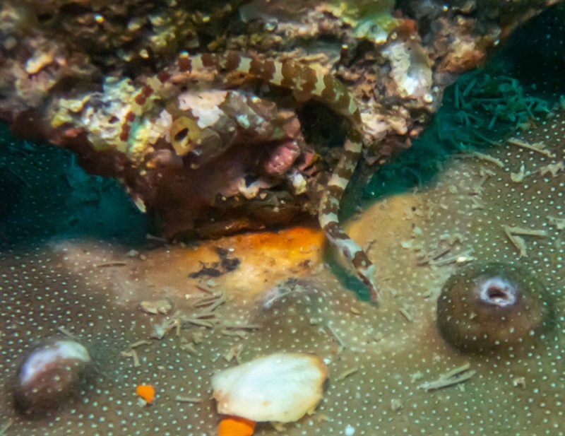 Brown-banded pipefish, Brown-banded Pipefish, Corythoichthys amplexus