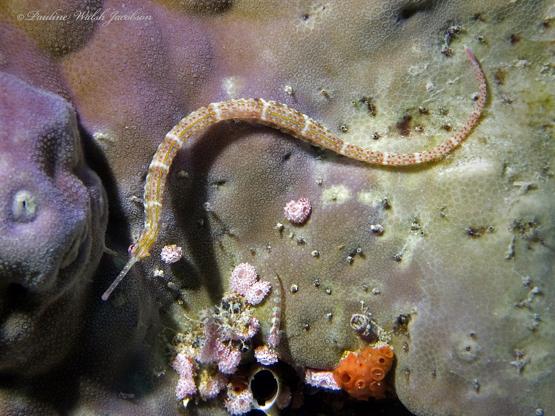 Schultz's pipefish, Schultz's Pipefish, Corythoichthys schultzi