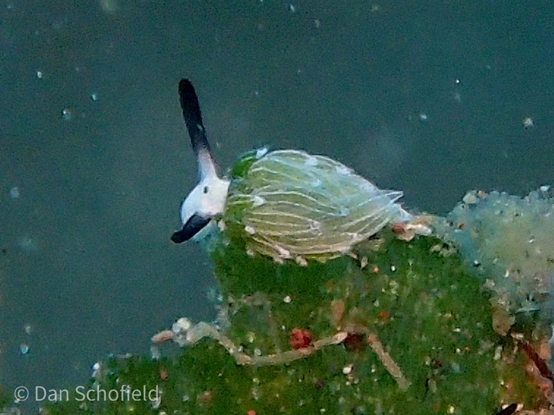 , Rabbit Sapsucking Slug, Costasiella usagi