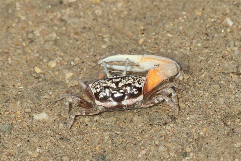 , Inversed Fiddler Crab - Cranuca inversa, Cranuca inversa