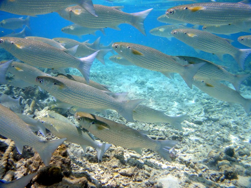 Fringelip mullet, Fringelip Mullet - Crenimugil crenilabis, Crenimugil crenilabis